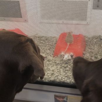 Petco - Pet Training Near Me - Totowa, New Jersey