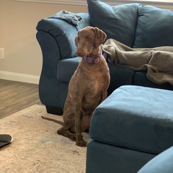 Bark n Bubblez - After pics - Pet Groomers Near Me