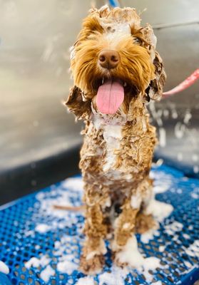 Hidralux SPA + Haircut - Hydralux is our luxury bath that will nourish your dog’s hair leaving it silkier and softer. It will help to prevent the formation of the mats and has a protective action that reduces the dryness of your pet’s skin deeply hydrating and moisturizing it. Hidralux SPA + Haircut - Hydralux is our luxury bath that will nourish your dog’s hair leaving it silkier and softer. It will help to prevent the formation of the mats and has a protective action that reduces the dryness of your pet’s skin deeply hydrating and moisturizing it.