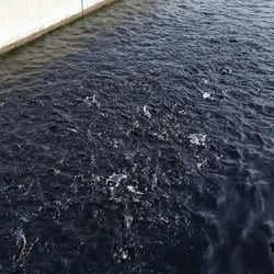 Mojave River State Fish Hatchery - Up to Two Million Trout raised annually