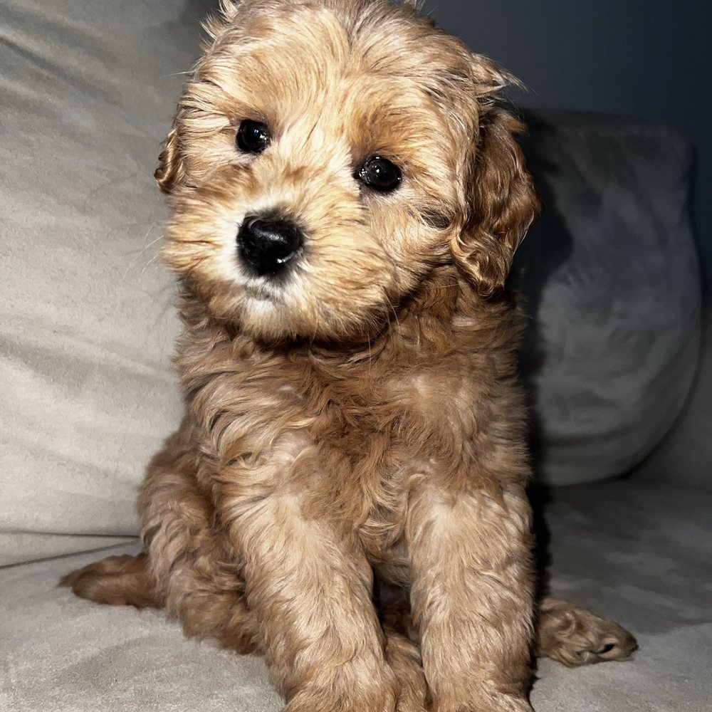 XO PUPS Purebred & Designer - Pet Breeders Near Me - Chantilly, Virginia XO PUPS Purebred & Designer - Pet Breeders Near Me - Chantilly, Virginia