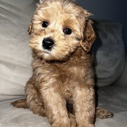 XO PUPS Purebred & Designer