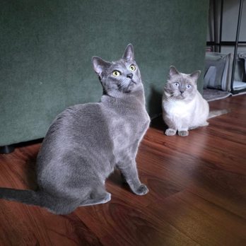 Cats With Jazz - Cats - Pet Sitting Near Me