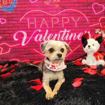 Barks N Bubbles Pet Grooming - Pet Groomers Near Me - Moorpark, California Barks N Bubbles Pet Grooming - Pet Groomers Near Me - Moorpark, California
