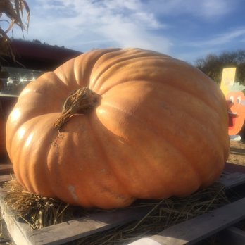 Conklin Farm U-Pick - Didn't even look real! - Pumpkin Patches Near Me - Montville, New Jersey