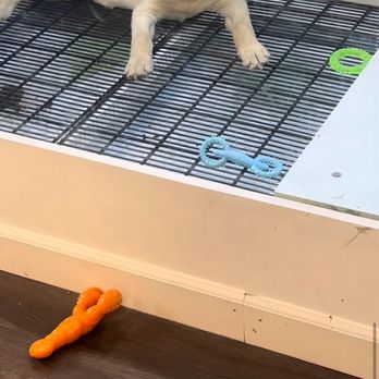 The Puppy Shop - Why is this dogs stomach bloated ??? Is this dog sick??? - Pet Stores Near Me - Manassas, Virginia