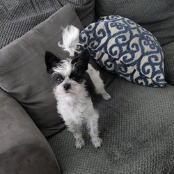 Adorable Pet Grooming Salon - Before