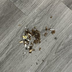 ARIUM Emerald Isle - Dead roaches