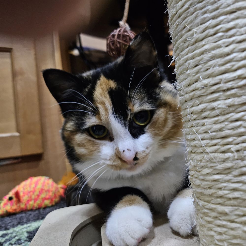 TILLAMOOK VETERINARY HOSPITAL Updated September 2024 11 Reviews