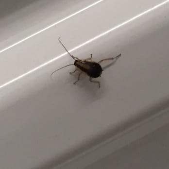 Affordable Self Storage - Evidence of roaches! - Self Storage Near Me - Everett, Washington