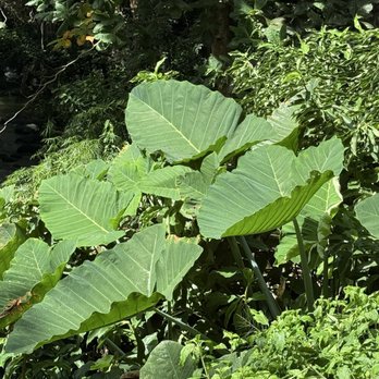 Kapena Falls - Giant elephant ears. - Local Flavor Near Me - Honolulu, Hawaii