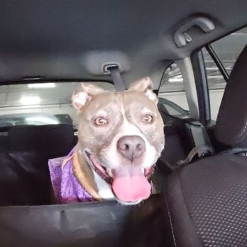 Doggie Details - She's happy that she's clean and enjoying the car ride - Pet Groomers Near Me - Torrance, California Doggie Details - She's happy that she's clean and enjoying the car ride - Pet Groomers Near Me - Torrance, California
