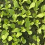 Photo of Silver Leaf Farms