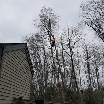 Devoted Tree Solutions - Tree Services Near Me Devoted Tree Solutions - Tree Services Near Me