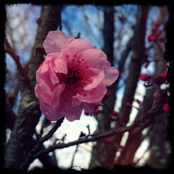 Auburn Cherry Blossom Festival - Blooming