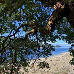 Montague Harbour Marine Provincial Park - View from the Gray Point Trail.