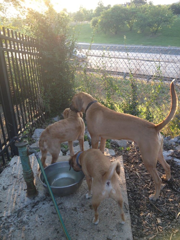 FRENCHTOWN DOG PARK 1001 Emmet St, Saint Louis, Missouri Dog Parks