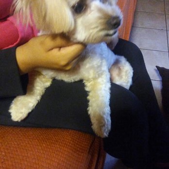 Puppy Salon - She looks soooo cute with her bows - Pet Groomers Near Me - Whittier, California Puppy Salon - She looks soooo cute with her bows - Pet Groomers Near Me - Whittier, California