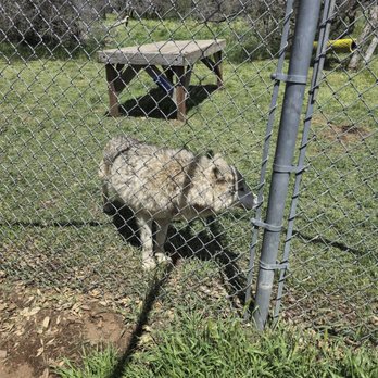 California Wolf Center - Zoos Near Me - Julian, California California Wolf Center - Zoos Near Me - Julian, California