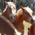 Pratt Place Inn and Barn by null