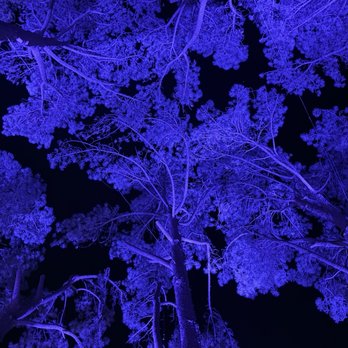 Lavender Nights - Festivals Near Me - Cherry Valley, California Lavender Nights - Festivals Near Me - Cherry Valley, California