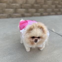 Mochi Pomeranian - I purchased my Pom, 7 years ago and she is my world!