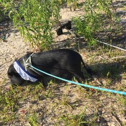 Yegua Creek Park - Service animals are not allowed