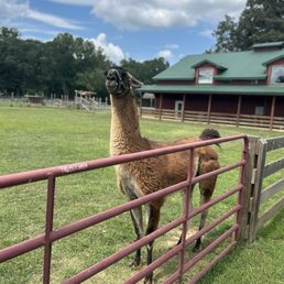 Lama