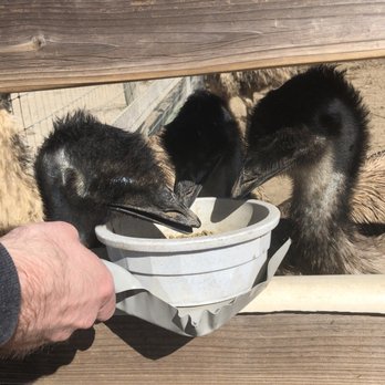 Ostrichland USA - Emus - Attraction Farms Near Me - Solvang, California