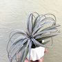 Photo of Air Plant Hub