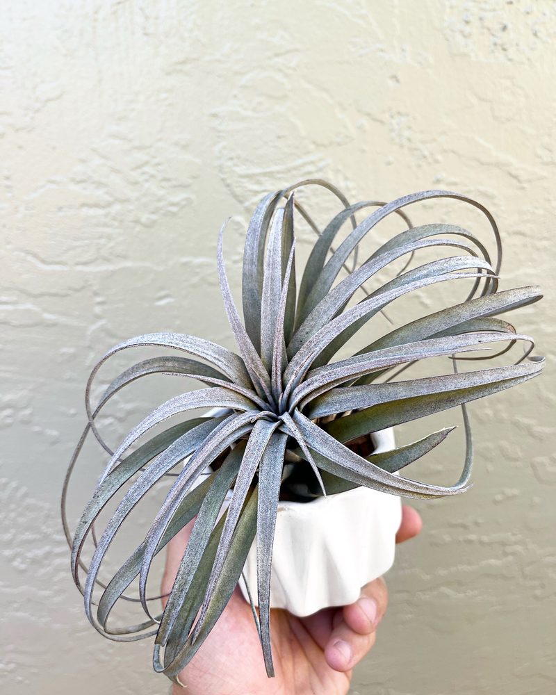 AIR PLANT HUB Updated September 2024 Vacaville, California Nurseries & Gardening Yelp