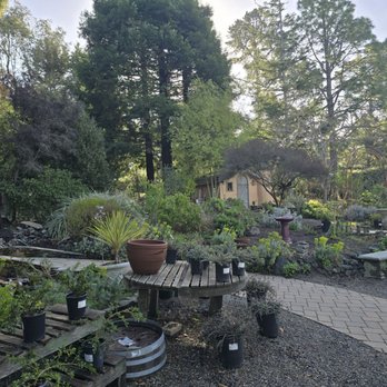 Cambria Nursery and Florist - Plants - Nurseries & Gardening Near Me - Cambria, California Cambria Nursery and Florist - Plants - Nurseries & Gardening Near Me - Cambria, California