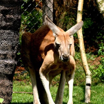 Pairi Daiza - Zoos Near Me - Brugelette, WHT Pairi Daiza - Zoos Near Me - Brugelette, WHT