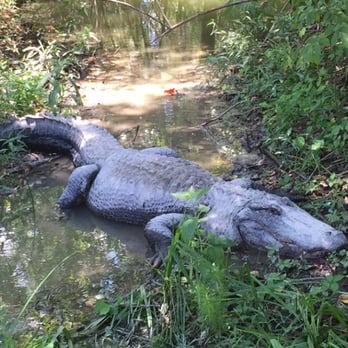 Kliebert & Son's Gator Tours - Tours Near Me - Ponchatoula, Louisiana Kliebert & Son's Gator Tours - Tours Near Me - Ponchatoula, Louisiana