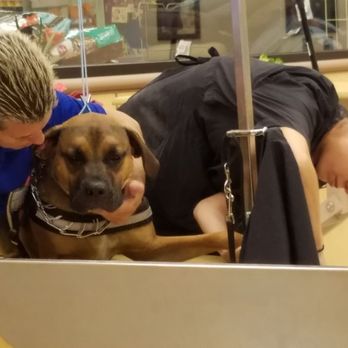 PetSmart - Pet Stores Near Me - Bullhead City, Arizona