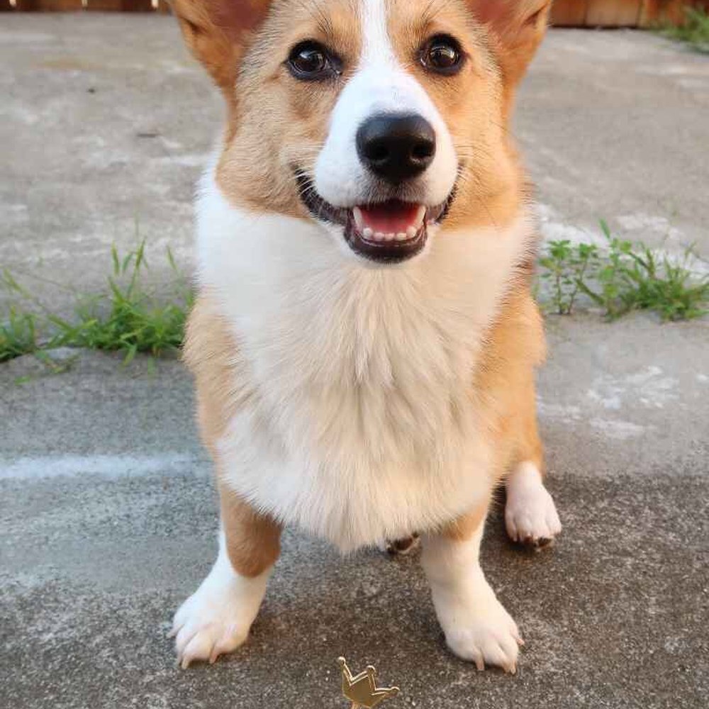Mishka - Shabu's first time trying chicken w/ carrot and coconut. Look at that smile! - Pet Stores Near Me - San Francisco, California Mishka - Shabu's first time trying chicken w/ carrot and coconut. Look at that smile! - Pet Stores Near Me - San Francisco, California
