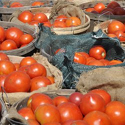 The Tree Farm - Tomatoes