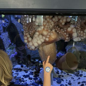The Bailey-Matthews Shell Museum - Museums Near Me - Sanibel, Florida