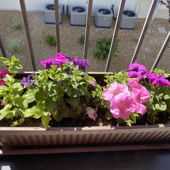 Star Nursery - Nurseries & Gardening Near Me - Las Vegas, Nevada Star Nursery - Nurseries & Gardening Near Me - Las Vegas, Nevada