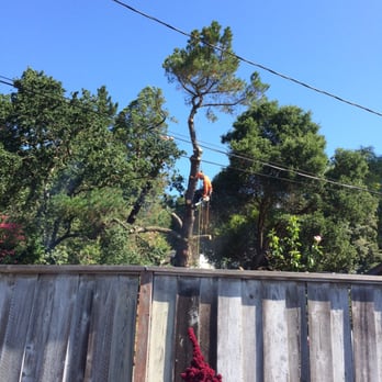 Quality Tree Care Arborist & Tree Removal - Tree Services Near Me - Pleasant Hill, California Quality Tree Care Arborist & Tree Removal - Tree Services Near Me - Pleasant Hill, California