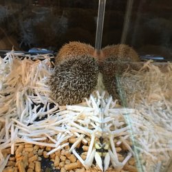 The Best 10 Pet Stores In Okayama 岡山県 Japan Last Updated July 21 Yelp