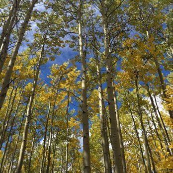 Aspen Vista Trail - Hiking Near Me Aspen Vista Trail - Hiking Near Me
