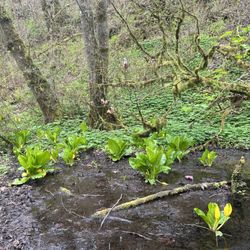 Swan Creek County Park
