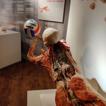 Real Bodies - Museums Near Me - Las Vegas, Nevada Real Bodies - Museums Near Me - Las Vegas, Nevada