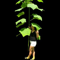 Atelier 31 - Paulownia elongata, wie drei davon i auf 31 gibt....