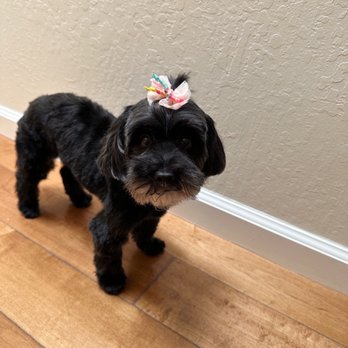 Dirty Dawgs Grooming - Yorkie Poodle grooming - Pet Groomers Near Me - Concord, California