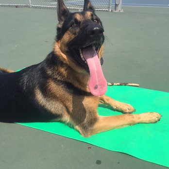 K-9 Behavior Services - Goofy boy in place - Pet Training Near Me