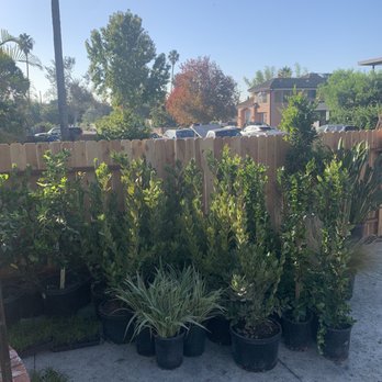 VN Nursery - Our delivery! - Nurseries & Gardening Near Me - Reseda , California