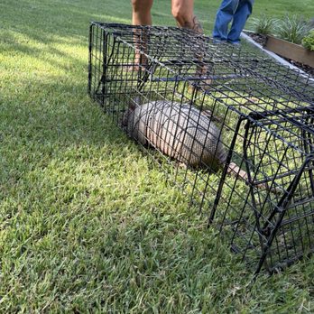 Lone Star Wildlife Solutions - Armadillo 2 - Wildlife Control Near Me - Whitesboro, Texas Lone Star Wildlife Solutions - Armadillo 2 - Wildlife Control Near Me - Whitesboro, Texas