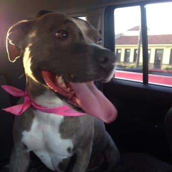 PetSmart - Ecko after her top treatment - Pet Stores Near Me - Huntington Beach, California PetSmart - Ecko after her top treatment - Pet Stores Near Me - Huntington Beach, California